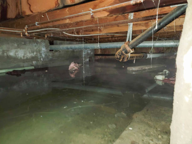 Best Local water damage restoration  in Fort Lee, VA